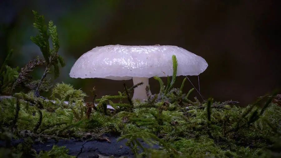 文创资讯 正文  你知道吗? 蘑菇创造了很多世界之最.
