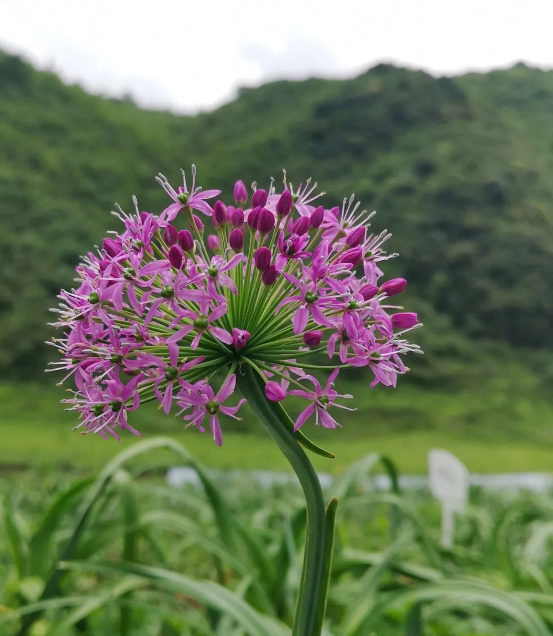 毕节赫章韭菜花已陆续盛开,约吗?