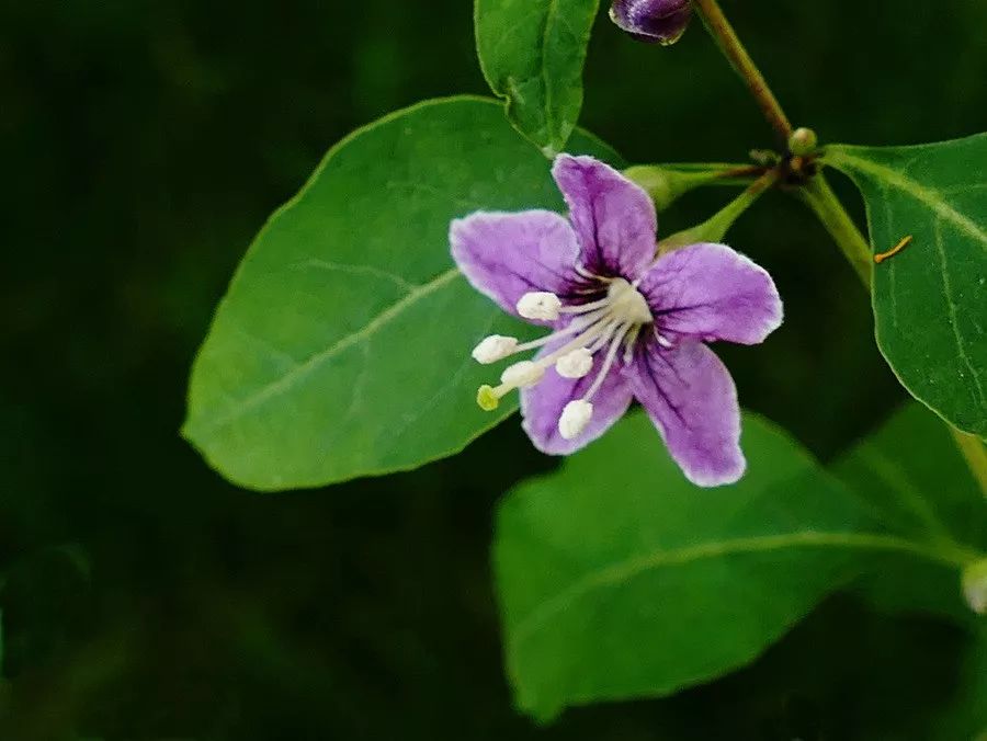 枸杞花