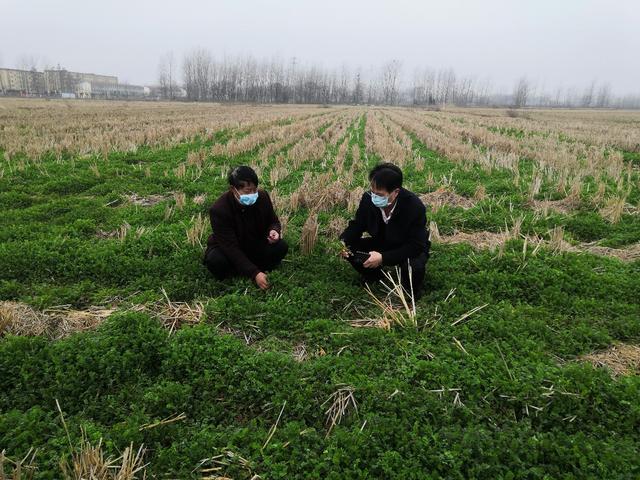 罗山农科所:有序开展春季田间指导