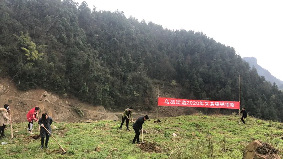 增强全民绿化意识——乌杨街道在行动