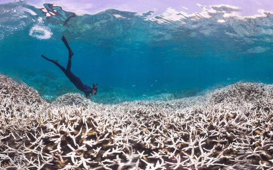 《每日科学》报道 由于水温升高,作为地球上最长最大的珊瑚礁群