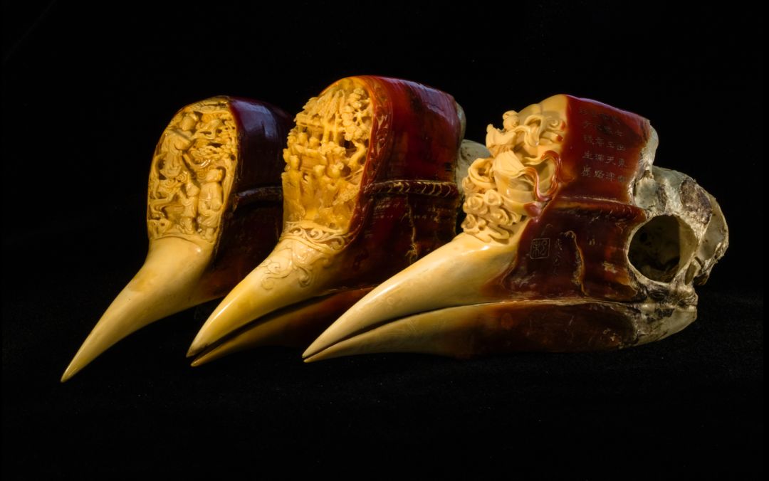 那些因人类的迷信娱乐贪婪，给野生动物带来的苦难