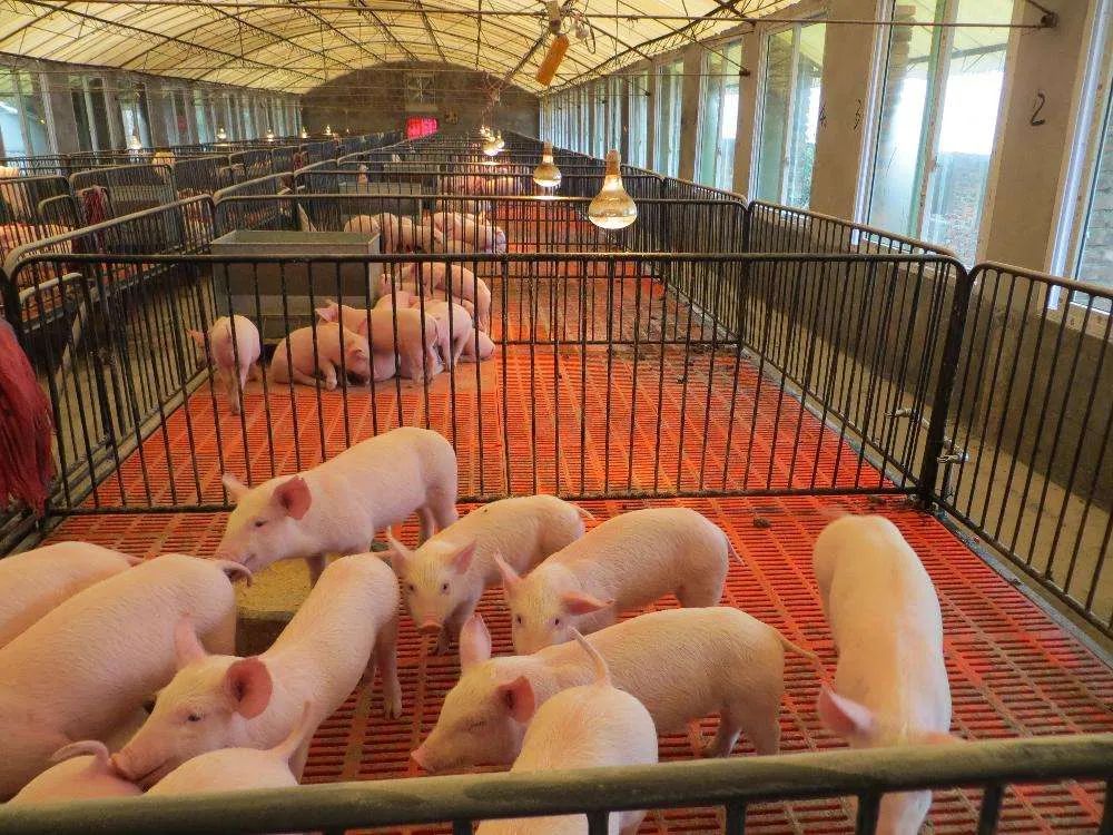 12月17日20公斤仔猪价格,猪价有再冲高可能,养殖盈利仍可期?