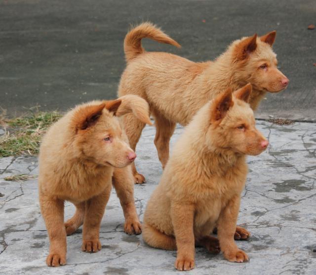 民间俗称"蓬毛狗",也被认为是松毛狗的一种,东莞五红土狗的眼睛特别小