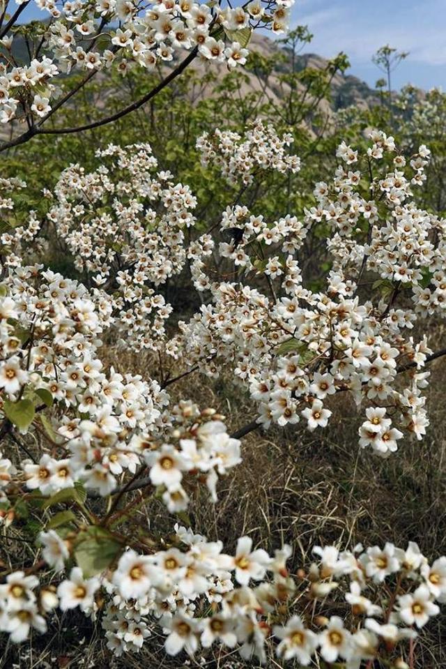 驻马店嵖岈山镇桐油花开美如飘雪