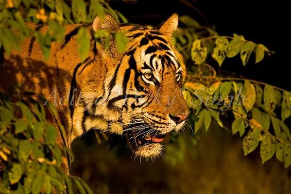 印度夫妻买下140000㎡荒地，倾家荡产就为了活命