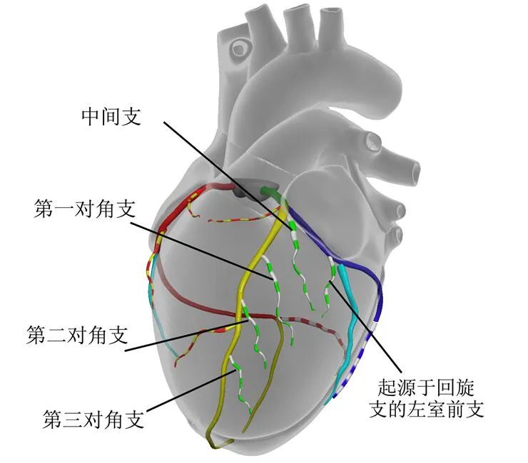 "绿宝书"丨冠状动脉主支与分支解剖,一文速览