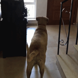 壁纸 动物 狗 狗狗 250_250 gif 动态图 动图