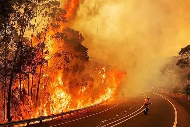 澳洲森林火灾