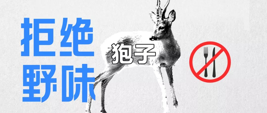 全网最热搜的7种“野味”，请别再祸害它们了