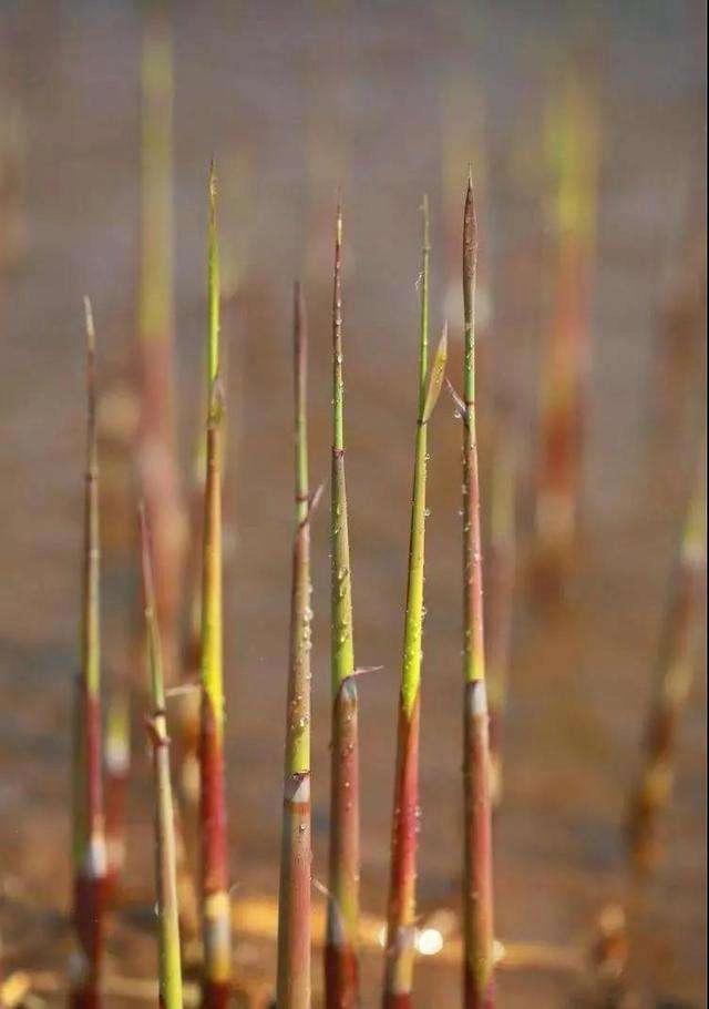 蒹葭,芦荻和芦芽