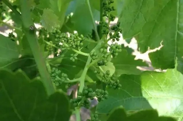 做好葡萄花后管理,保您增产增收