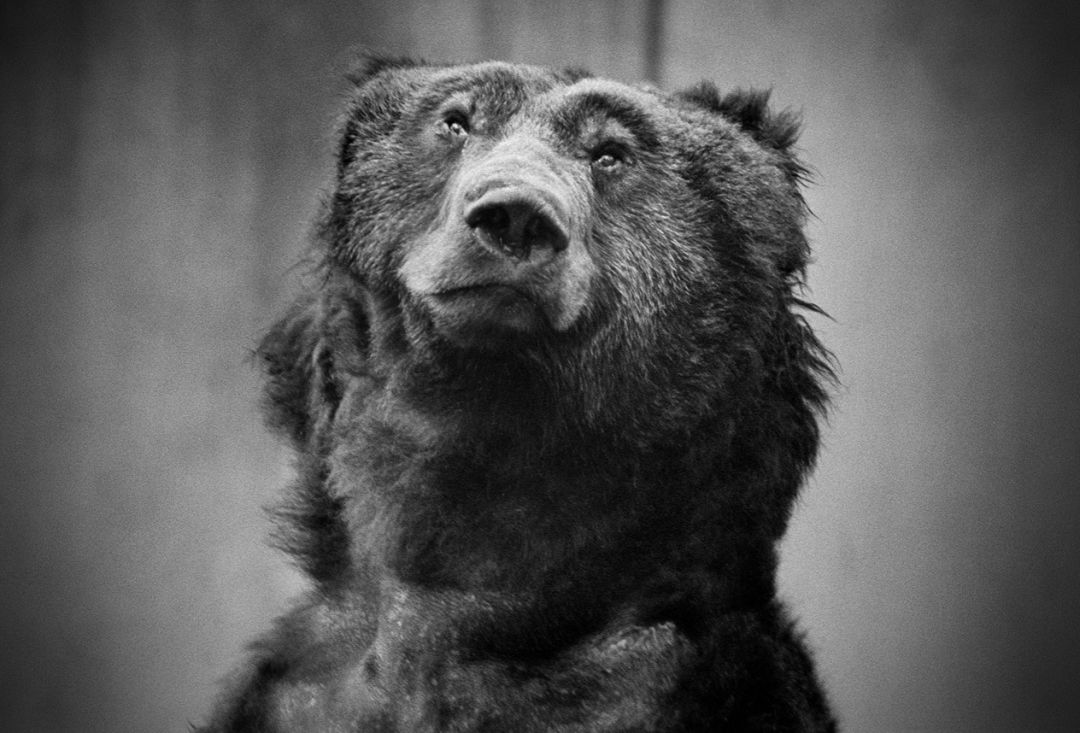 那些因人类的迷信娱乐贪婪，给野生动物带来的苦难