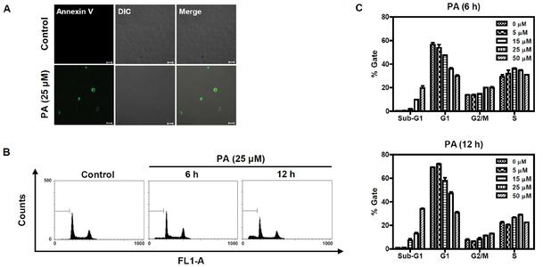 细胞凋亡检测annexin-v-fitc 单染法assay of cell apoptosis