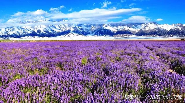 如果可以，一定要去新疆走一走，体会它的千种风情，万种风光（最新发布）