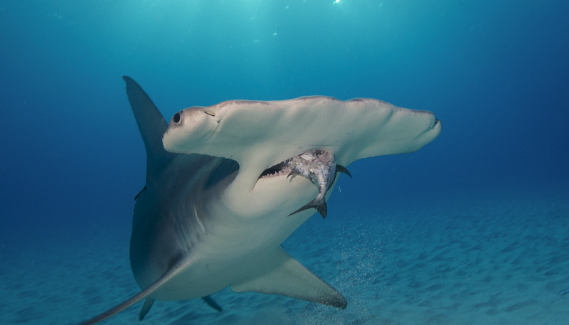 新冠疫苗研发,可能让濒危的深海鲨鱼危上加危