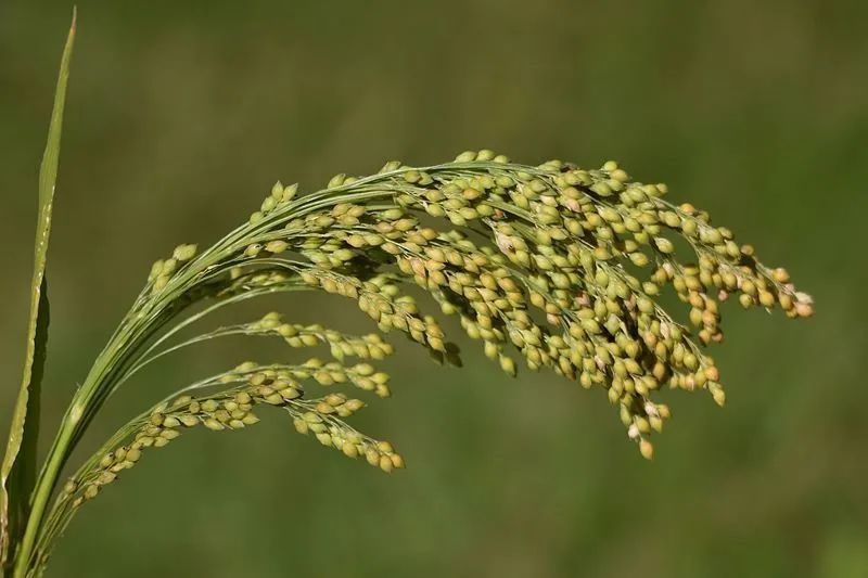 “我五谷不分。”“没关系，大家都分不清。”