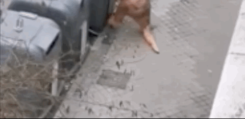 又疯了一个欧欧欧欧欧洲人