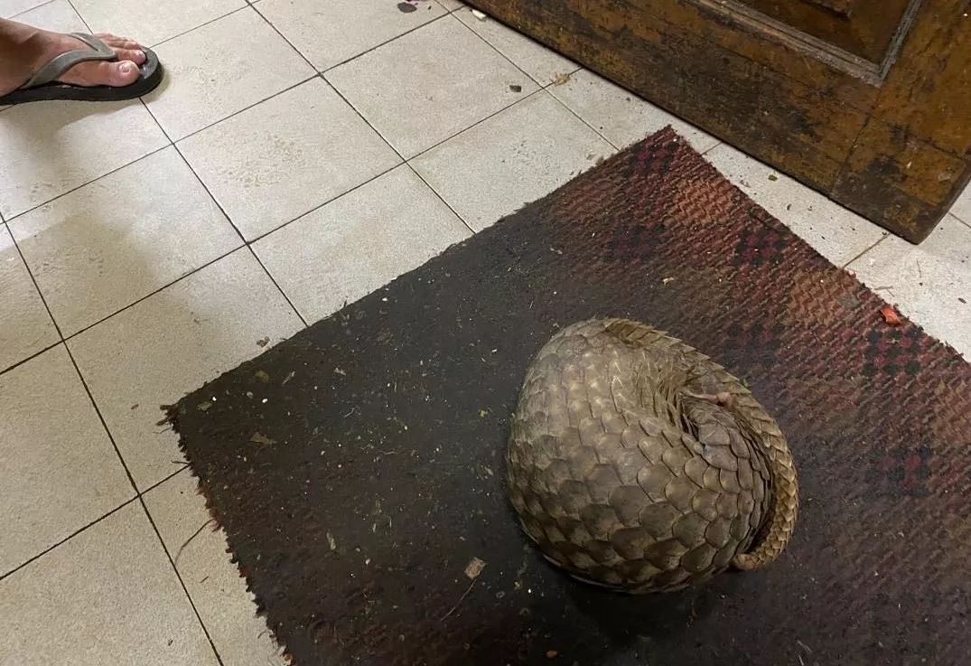 调查记者自述：全世界的穿山甲都在销往中国