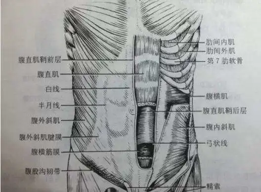 腹直肌位于腹前壁正中线的两旁,居腹直肌鞘内,为上宽下窄的带形多