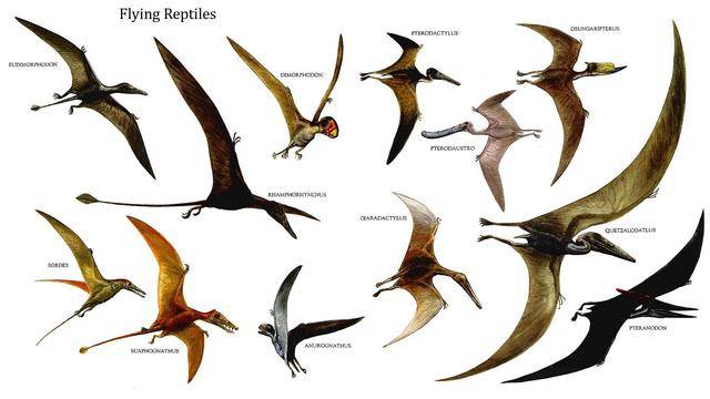 翼龙可以飞,为什么还是没逃过恐龙大灭绝呢?