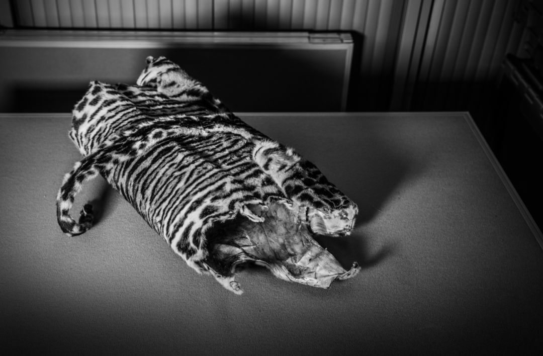 那些因人类的迷信娱乐贪婪，给野生动物带来的苦难