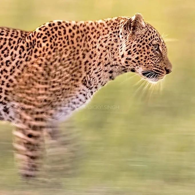 印度夫妻买下140000㎡荒地，倾家荡产就为了活命