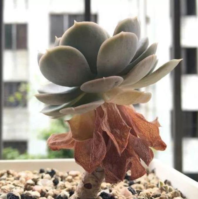 多肉植物穿裙子?教你一招,不留疤痕,长成老桩!