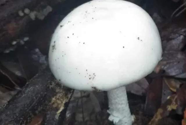 老人山坡看到一堆白蘑菇,乐坏了,带回家中一家5口全中招