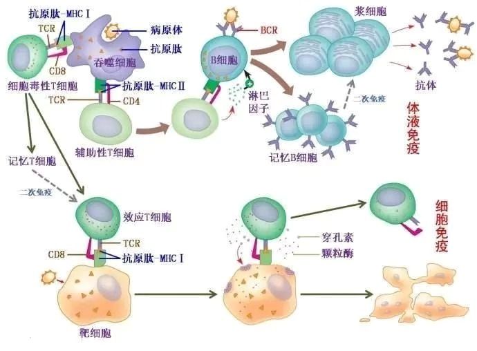 2,细胞免疫功能增强