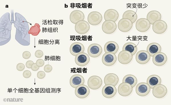 吸烟对健康肺细胞有什么影响？戒烟能逆转吗