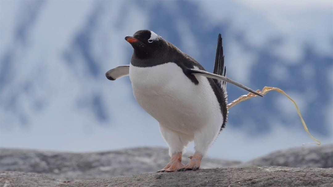 在育雏的过程中,帽带企鹅(chinstrap penguin)和阿德利企鹅(adélie