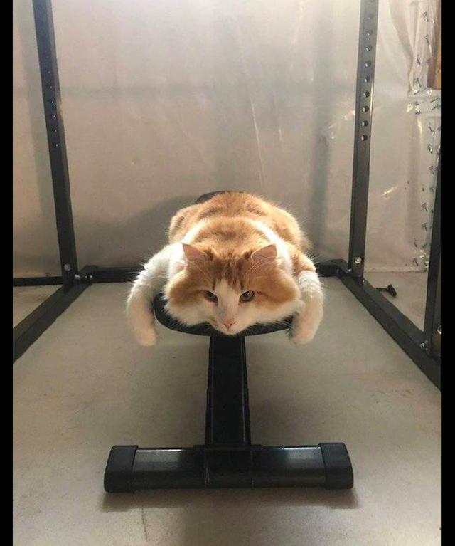 健身房锻炼,却发现有只猫咪趴在器材上,已累成一滩猫饼!