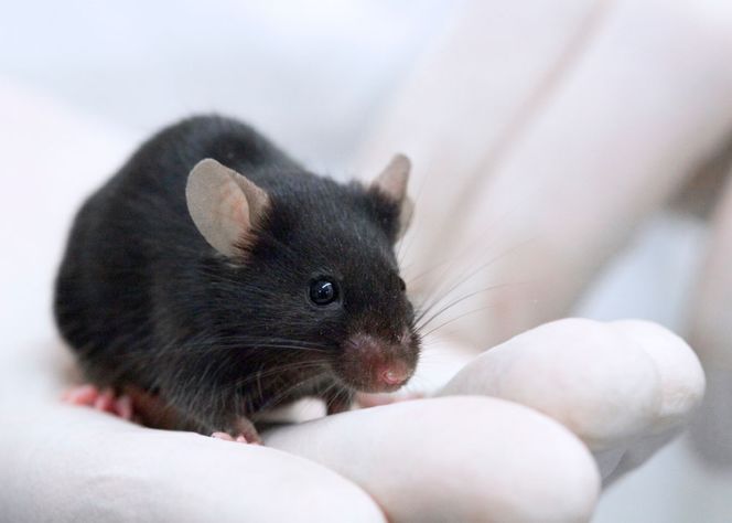 伍子胥为何一夜白头？科学家从老鼠那得到了答案