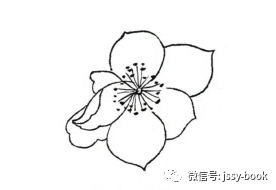 杏花白描