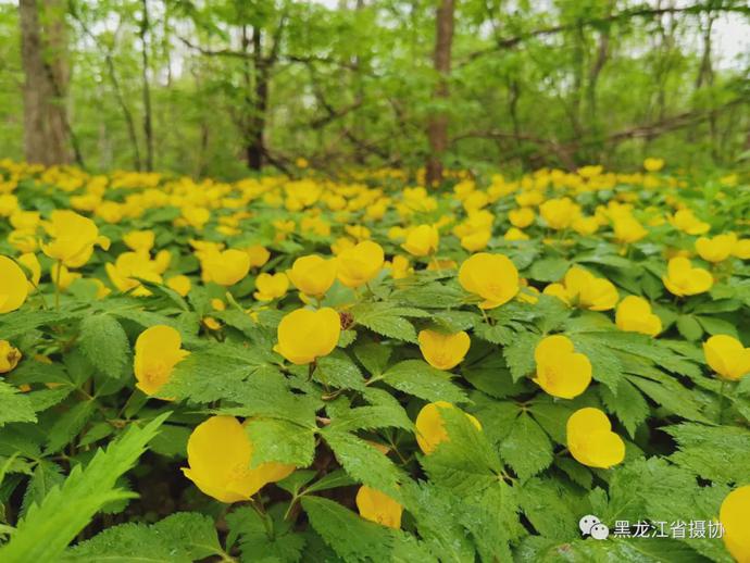 五月的鲜花，开遍龙江大地