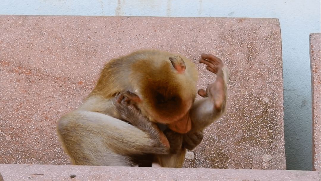 人是世界上最无聊的动物｜大象公会