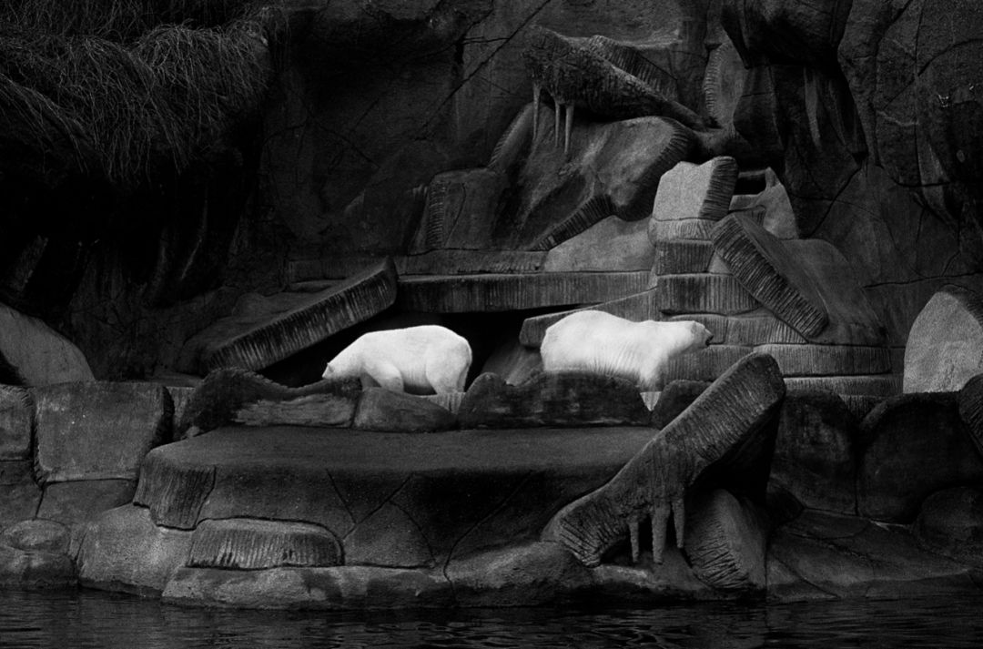 那些因人类的迷信娱乐贪婪，给野生动物带来的苦难