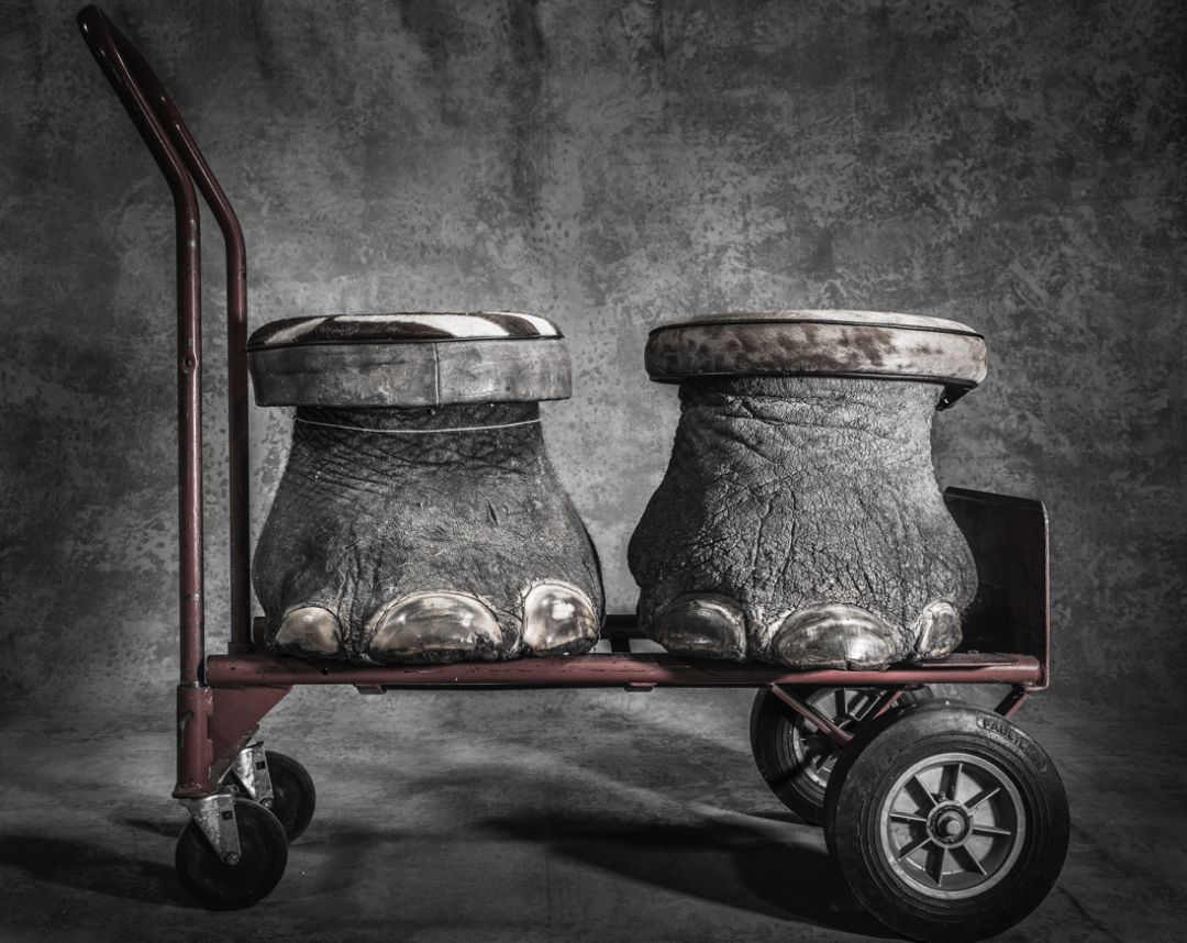 那些因人类的迷信娱乐贪婪，给野生动物带来的苦难