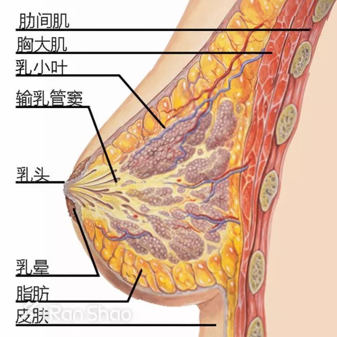 我们先一起来了解下胸部的构造.