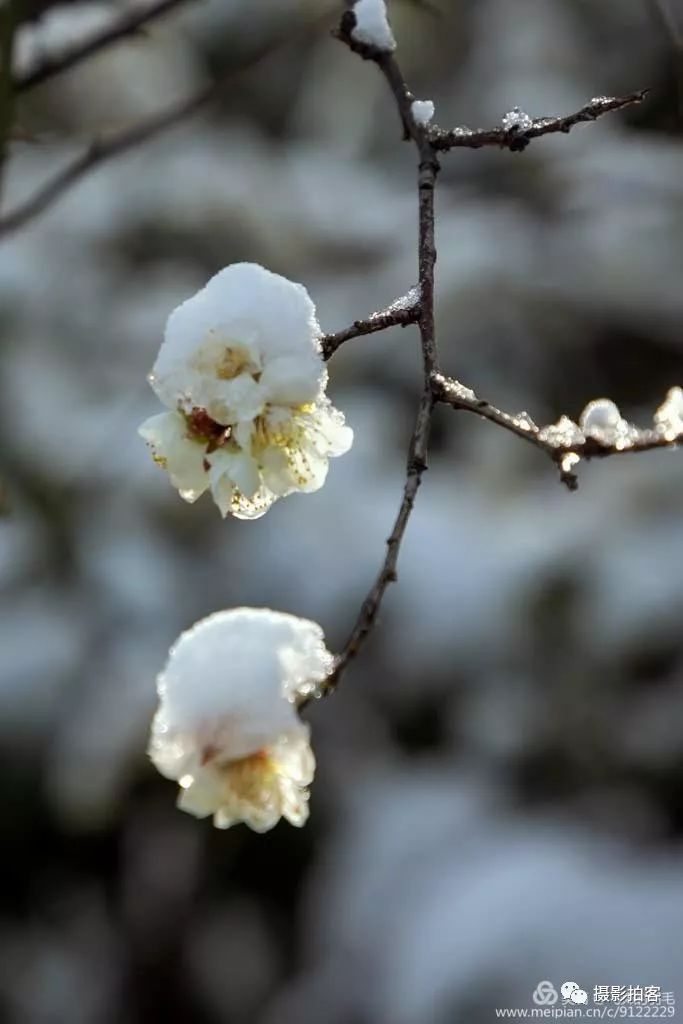 雪梅迎春开