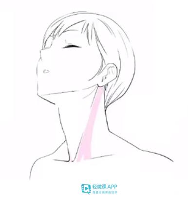 胸锁乳突肌从耳朵后面开始,一直往下延伸,在末端分叉连接到锁骨跟