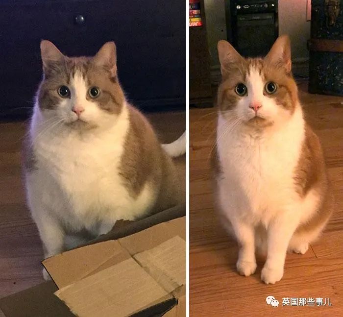 这么多胖猫都一个个瘦下来了你还有什么借口喵喵喵