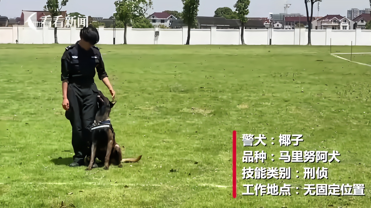 上海网红警犬椰sir和它的明星同事