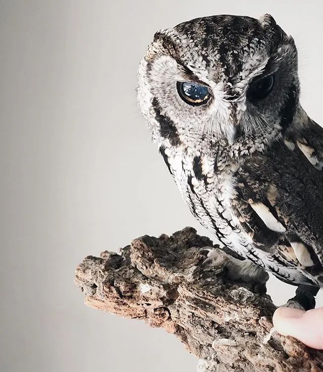对猫头鹰稍有了解的人应该知道 这类生物其实属于猛禽 在小小的zeus
