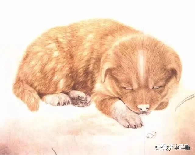 书画联盟丨国画教程——狗的工笔画法