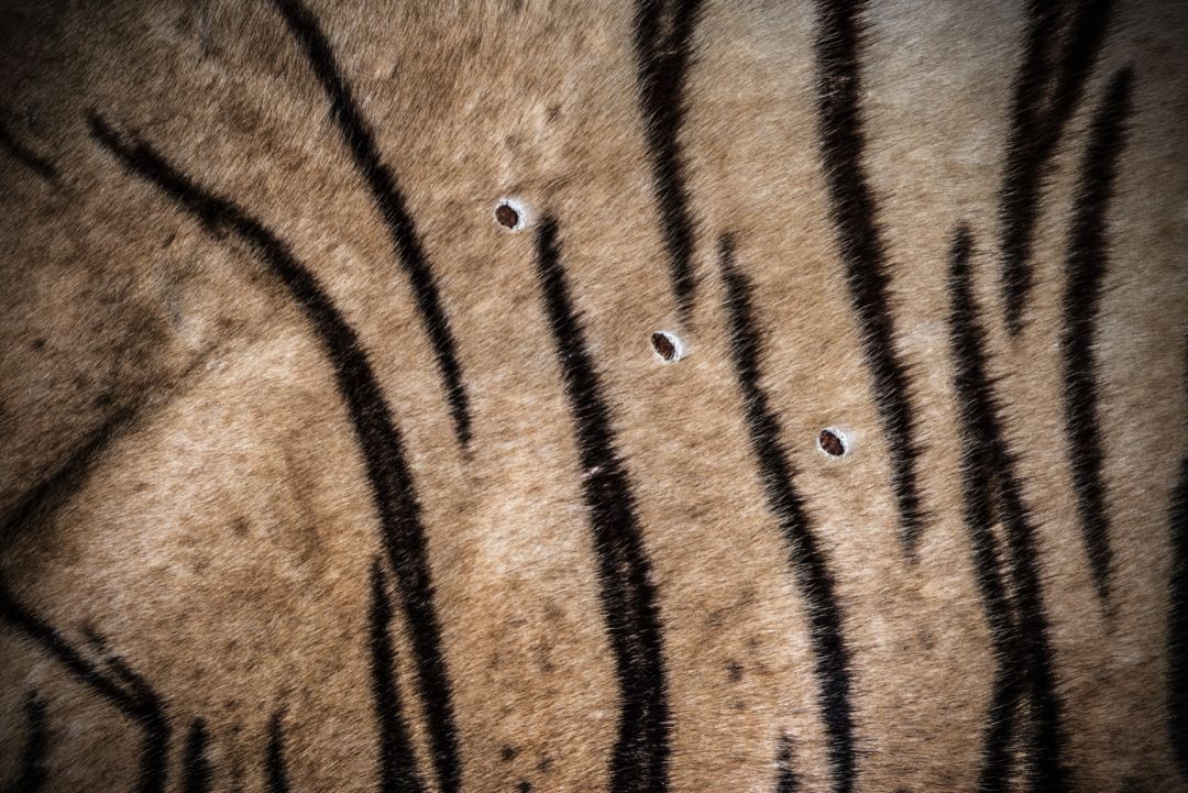 那些因人类的迷信娱乐贪婪，给野生动物带来的苦难