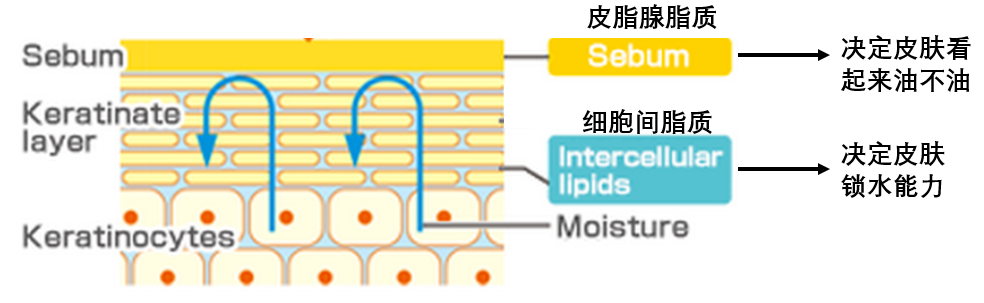 因此 所谓的"外油内干"本质上就是皮肤油脂分泌过多,而细胞间脂质紊乱