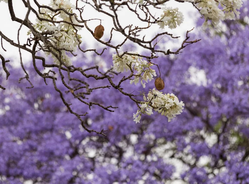 CNN评出世界最美街道,名列榜首的就在大中国